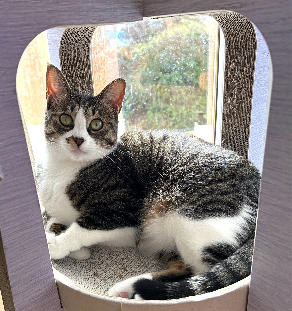 のりねこ様 楽天市場】【エントリーでポイント5倍確定】猫 おもちゃ かさかさ