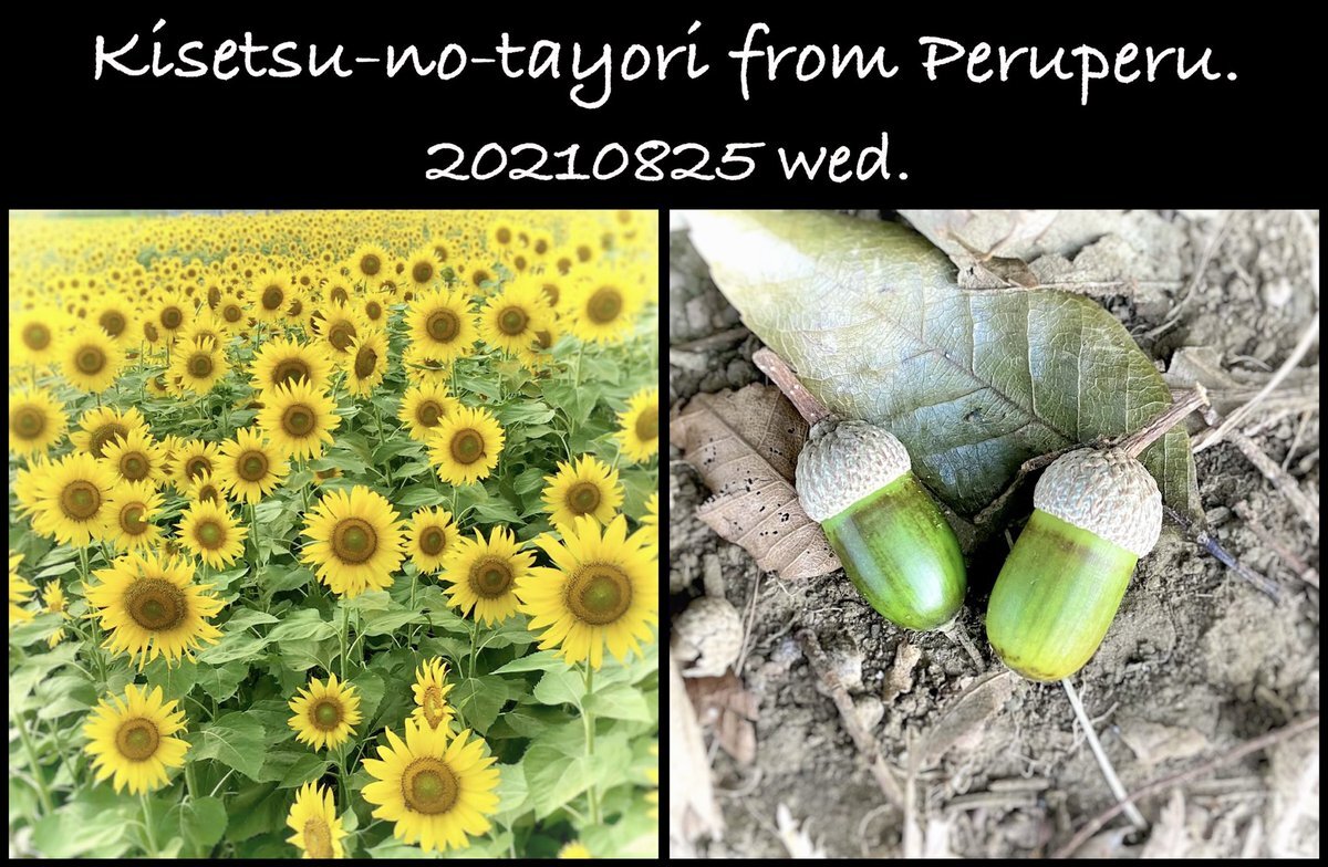 花 のtwitter検索結果 Yahoo リアルタイム検索