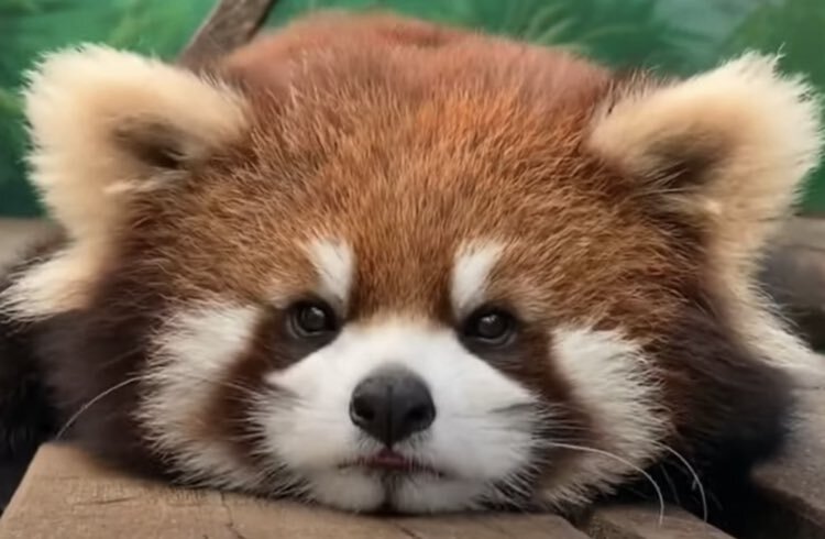 パンダ貸し出し停止に賛否両論  高額レンタル料が問題視