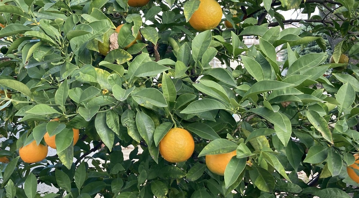 三億円事件の日、未解決の事件に改めて注目が集まる