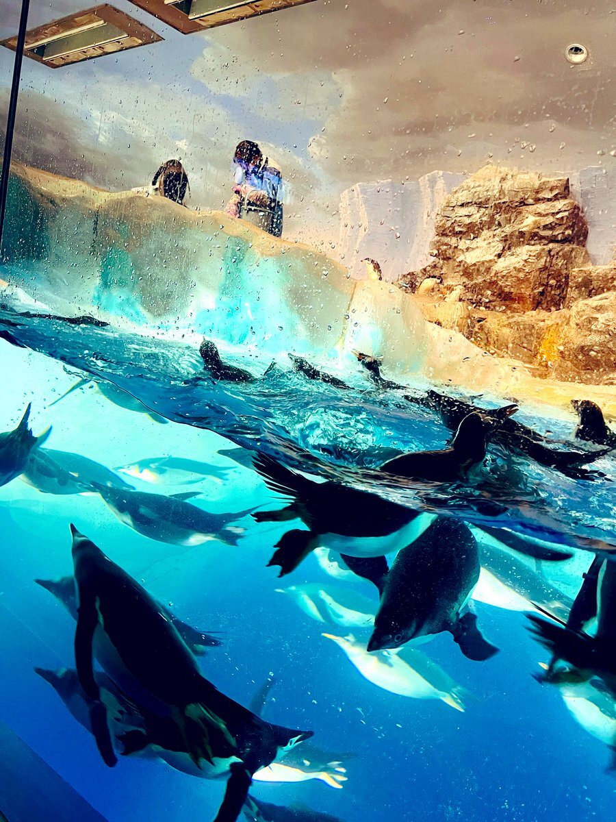 名古屋港水族館 シャチ くじ 2等 7129dEbAukL._UF350,350_QL50_.jpg