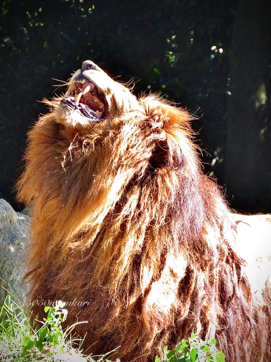 Lion のtwitter検索結果 Yahoo リアルタイム検索