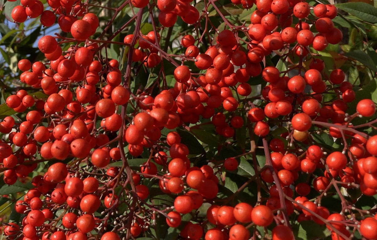 「美人証明の日」に、心優しい美人を称える