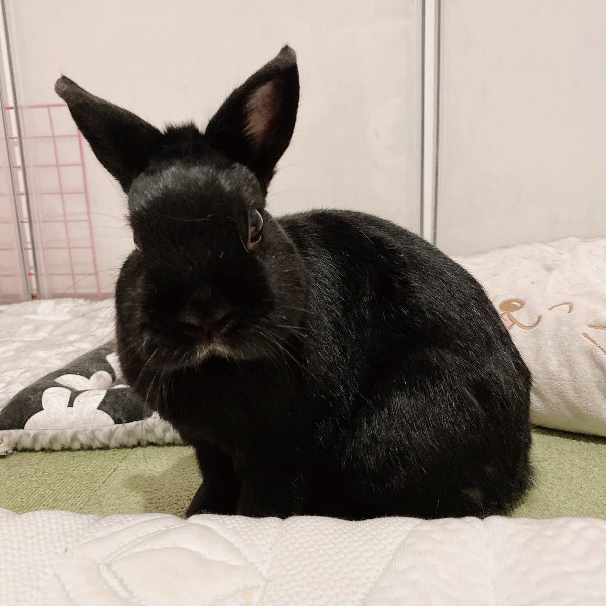 黒うさぎ」のYahoo!リアルタイム検索 - X（旧Twitter）をリアルタイム検索