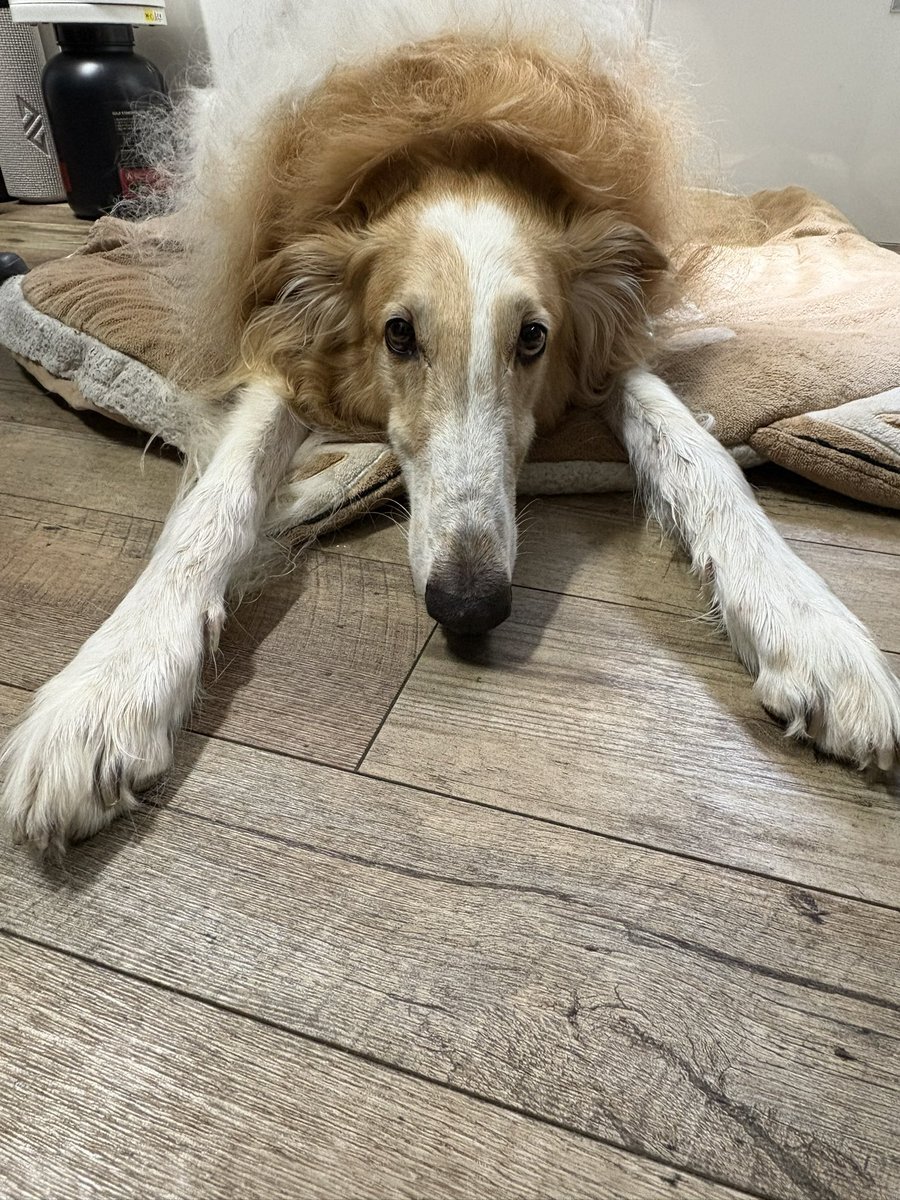 「ボルゾイ」に見つめられる毎日 borzoi」のYahoo!リアルタイム検索 - X（旧Twitter）を