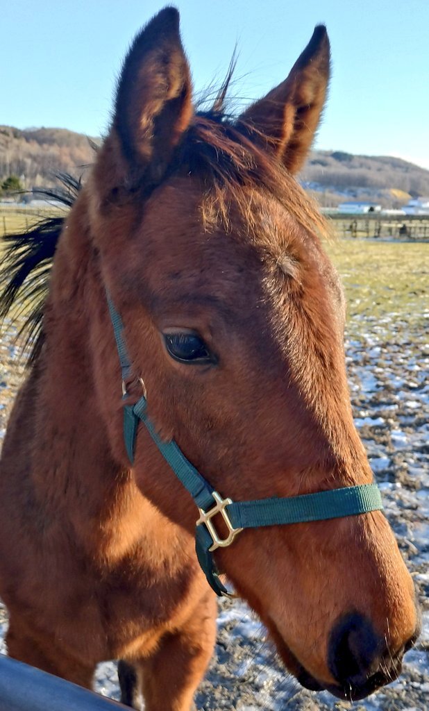 ベレーバスクつわぶき賞9着に　ファン失望の声