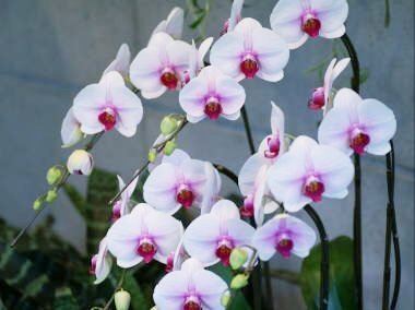 プレイステーション発売記念！SNSで思い出語り合う