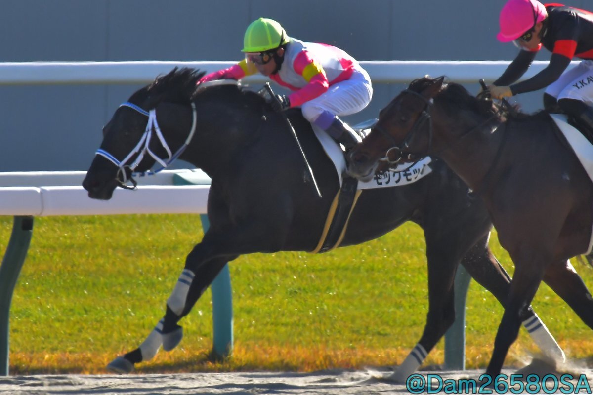 モックモック、武豊騎手とのコンビで圧勝！京都競馬場を沸かせる