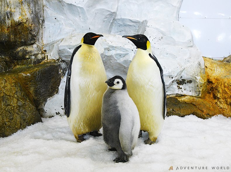 アドベンチャーワールド、エンペラーペンギン人工授精で有精卵確認！