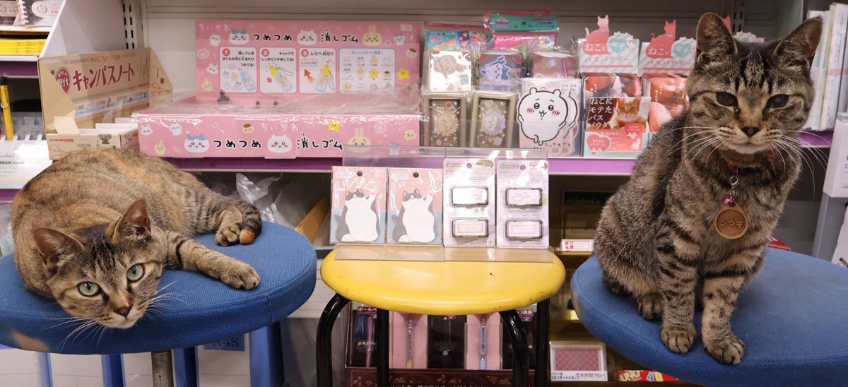 ⑅◡̈*♡⭐︎ポメ子⭐︎さま⑅◡̈*♡専用　マスキングテープ♡ マスキングテープ」のYahoo!リアルタイム検索 - X（旧Twitter
