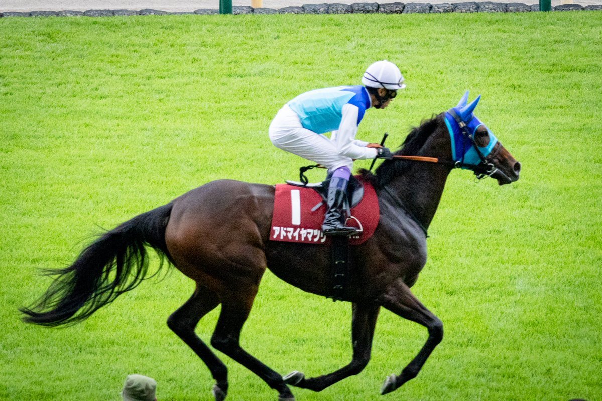 アドマイヤマツリ、引退後の未来は？