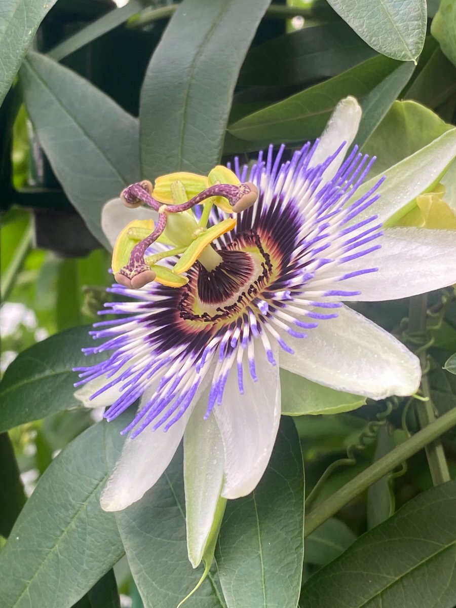 トリコロールがPassion Flowerを歌った！その舞台は？
