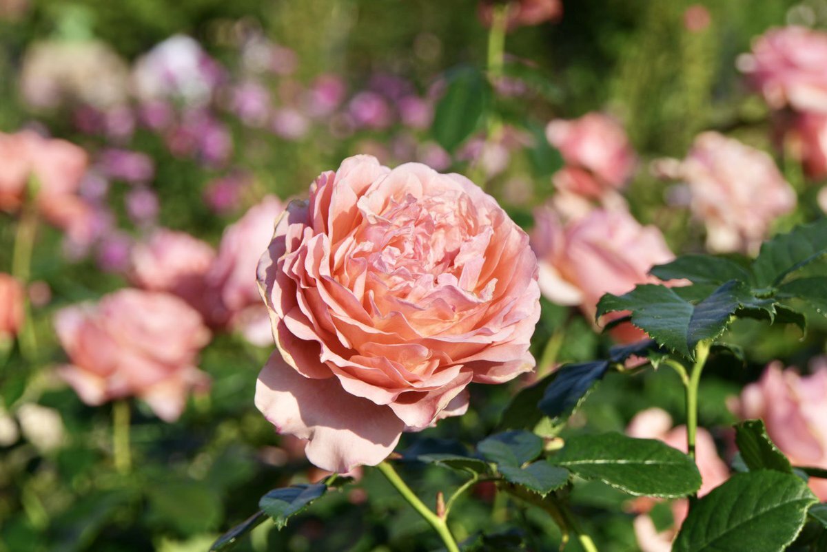 松本剛選手、巨人へFA移籍へ！ファンは期待と惜別の声