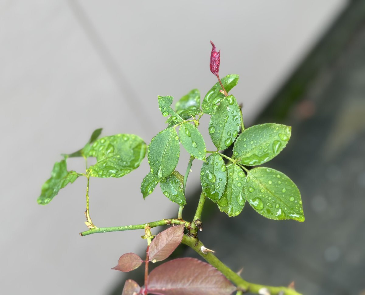 大津町 雨」のYahoo!リアルタイム検索 - X（旧Twitter）を