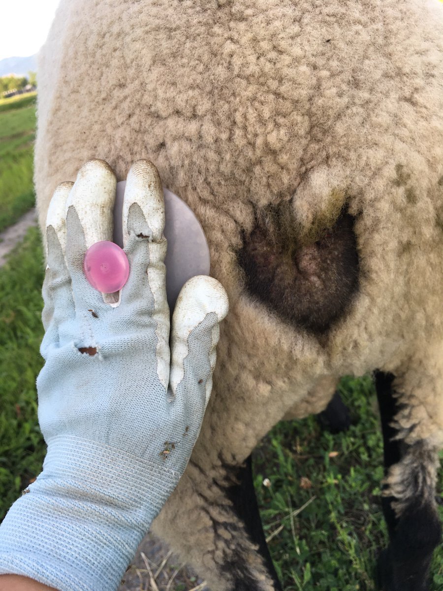 Sheep のtwitter検索結果 Yahoo リアルタイム検索