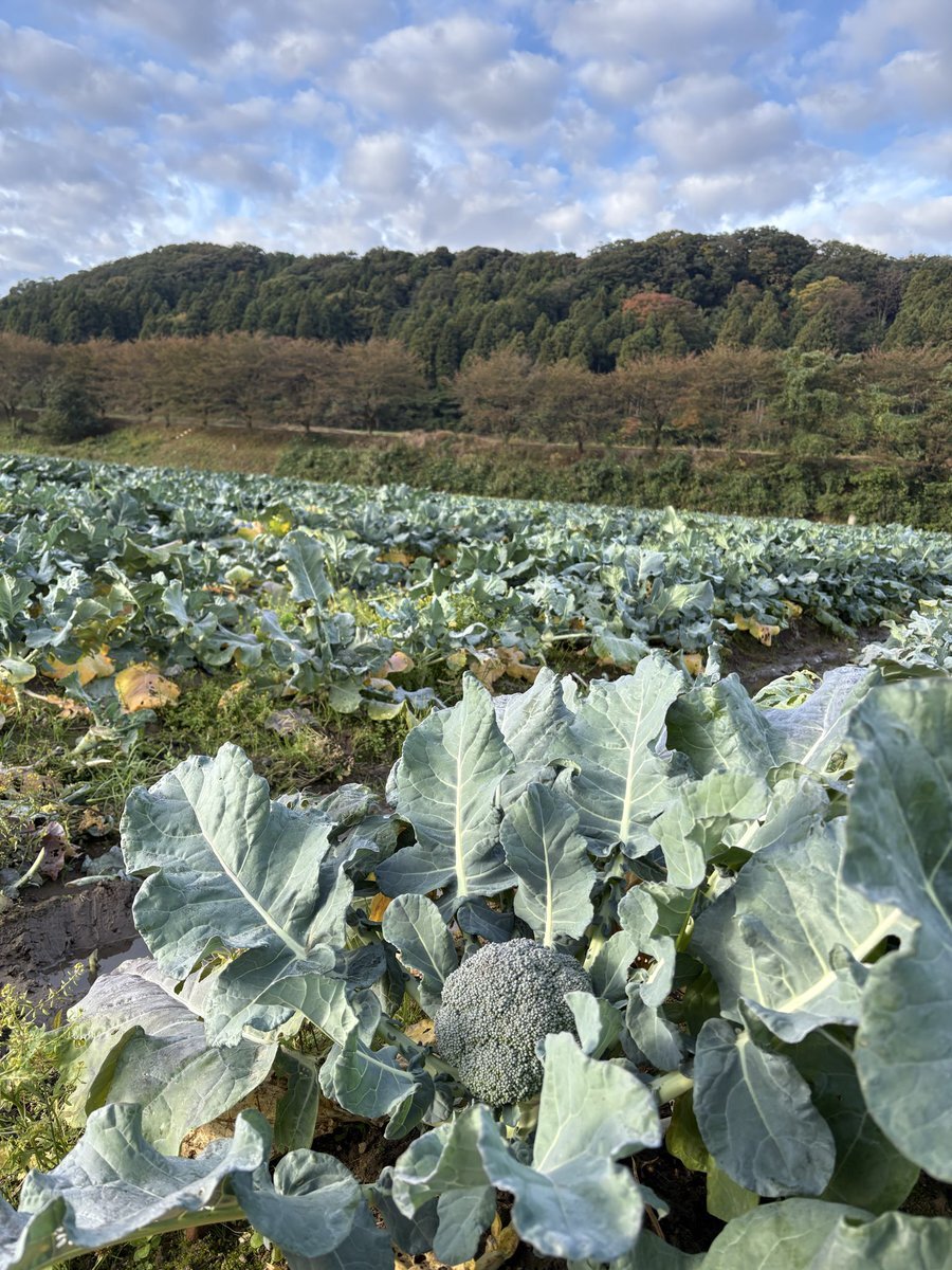 大腿四頭筋、健康に欠かせない筋肉？