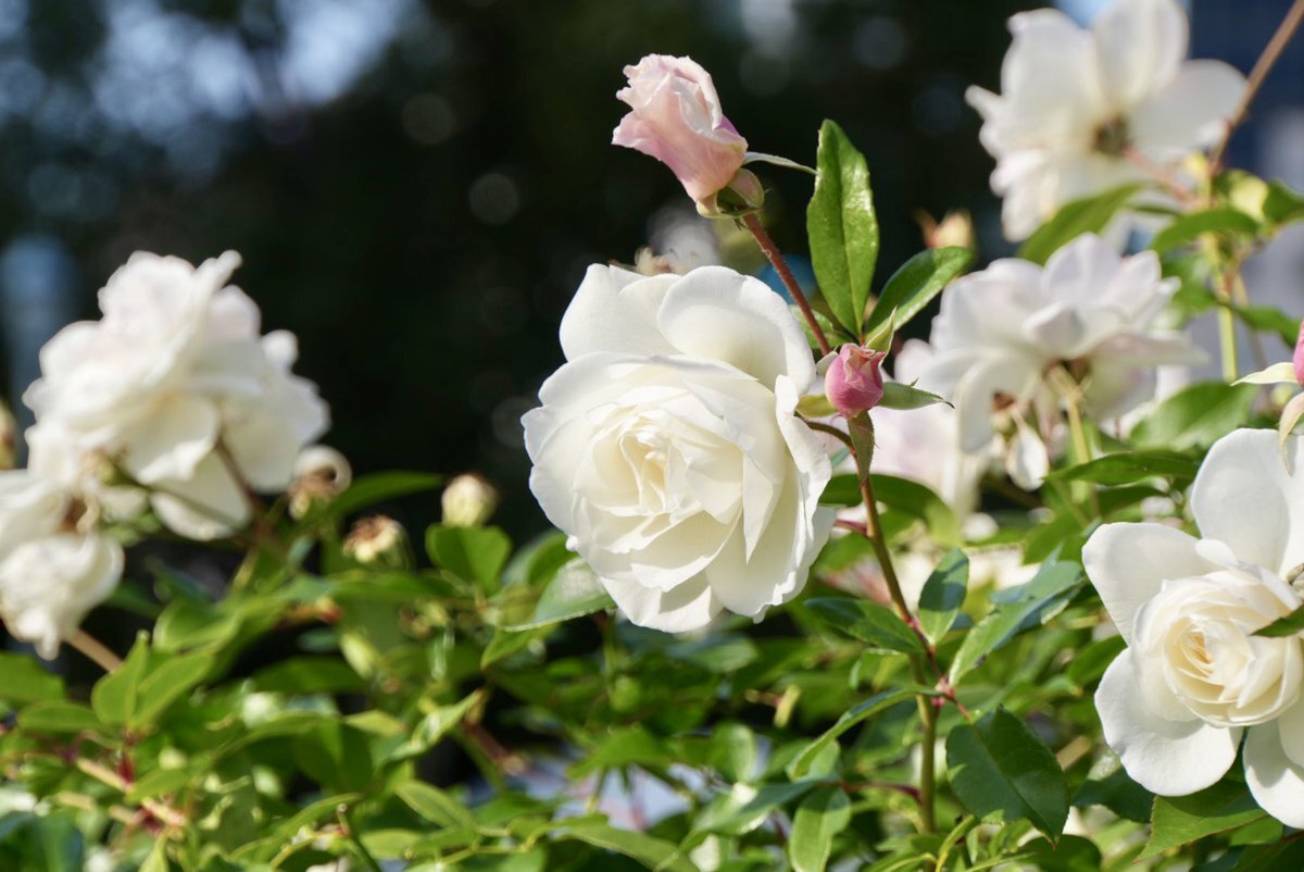 パンダ再来日、70%が「働きかけ不要」 朝日世論調査