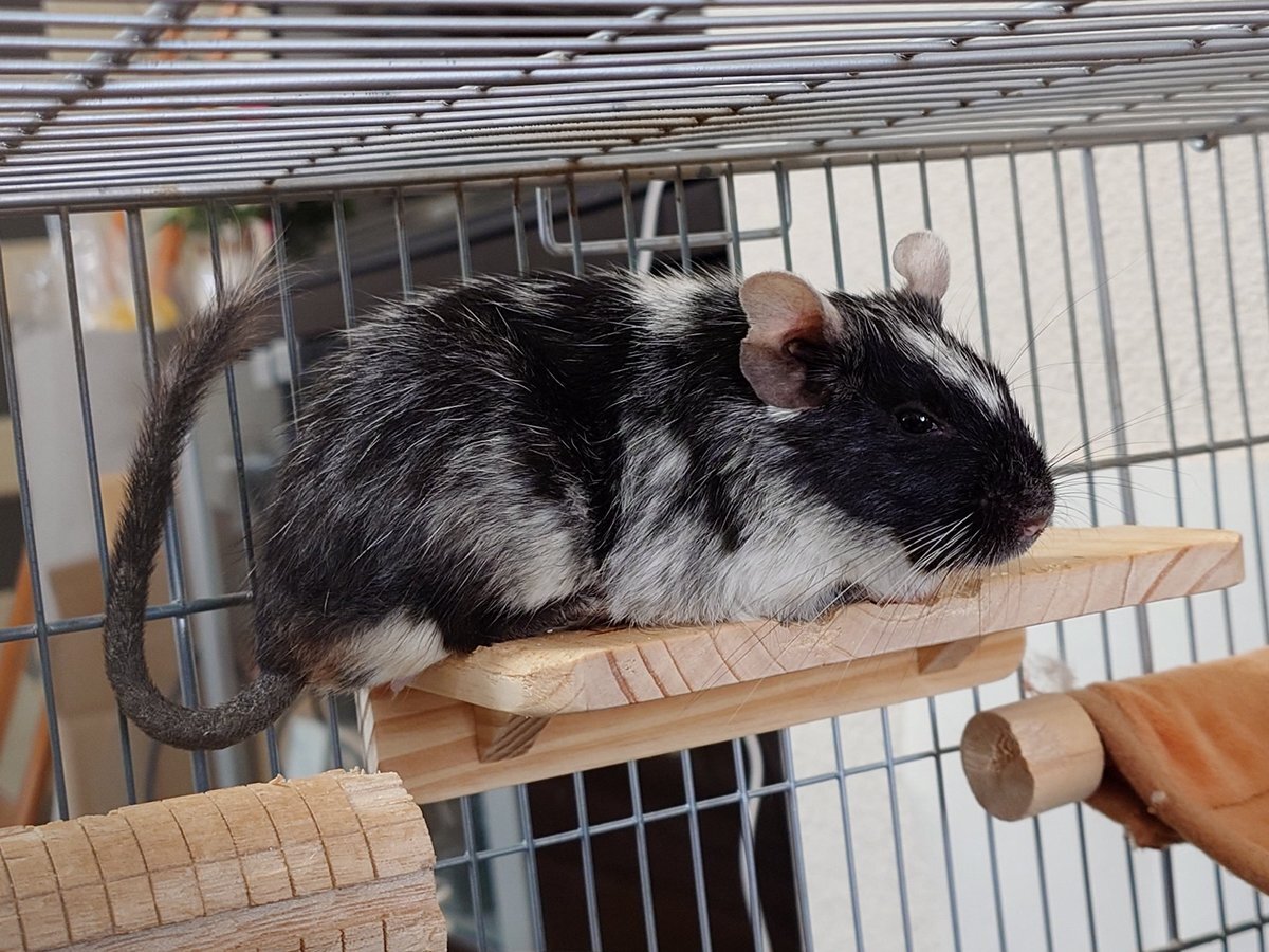 大河ドラマ「べらぼう」で一橋治済の毒まんじゅうに視聴者騒然