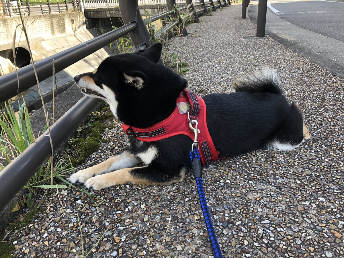 地面化する犬 のtwitter検索結果 Yahoo リアルタイム検索