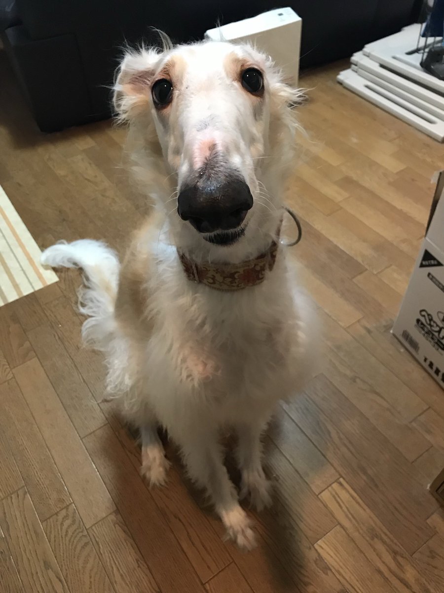 「ボルゾイ」に見つめられる毎日 ボルゾイの新着記事2ページ目｜アメーバブログ（アメブロ）