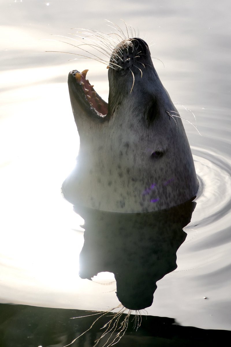 ツイステにイケおじ新キャラ登場！ブギーの正体とは？