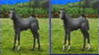 盛岡競馬1R、予想は的中する？