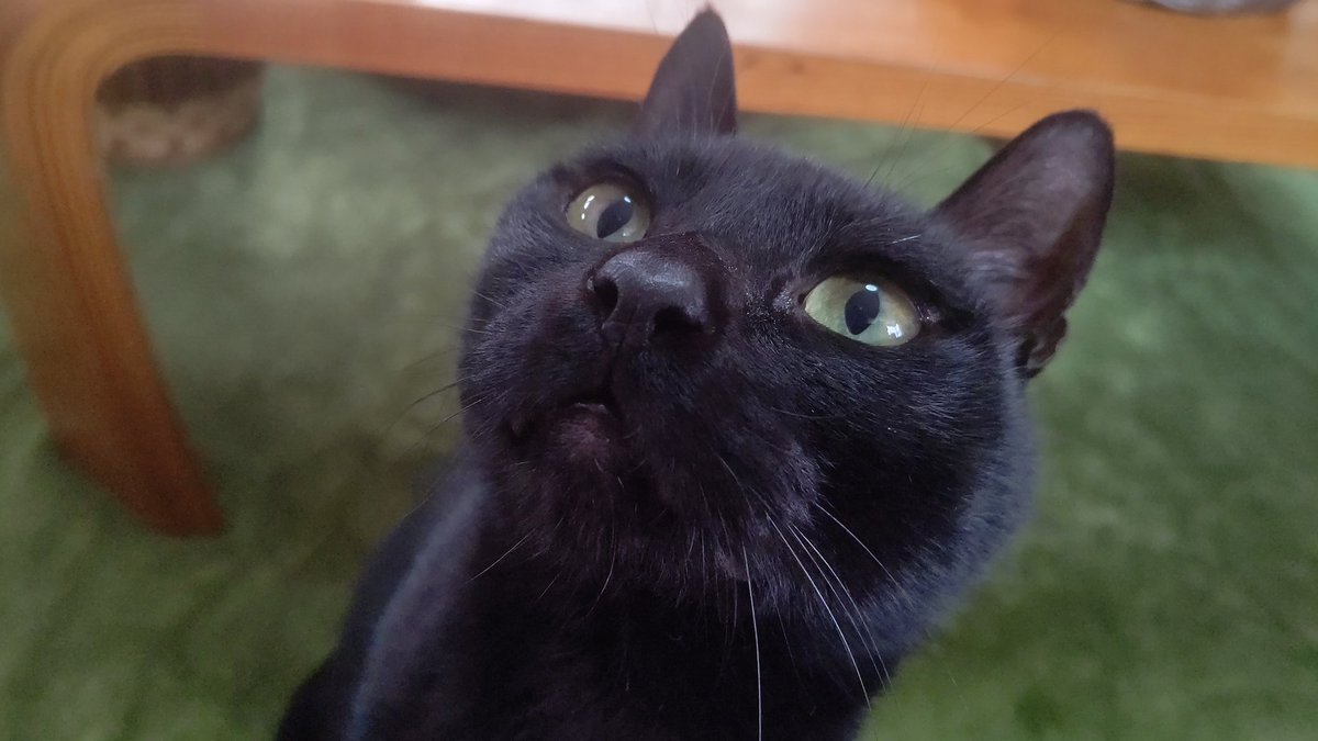 極悪猫 のtwitter検索結果 Yahoo リアルタイム検索
