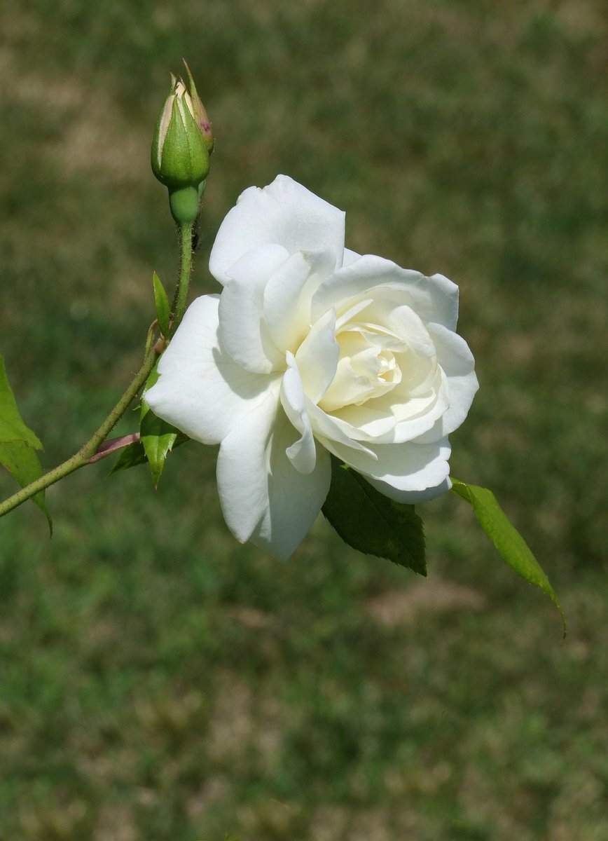 火曜日の朝、SNSでユーザーが挨拶と近況を共有