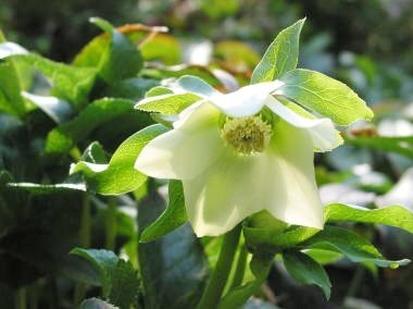 12月13日は「双子の日」！ 双子の絆を祝う日