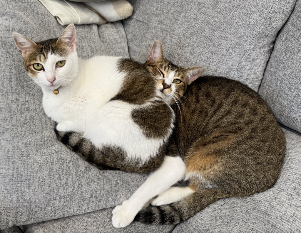 やふーです！ スポルディング（SPALDING）（レディース）バスケットボール 6号