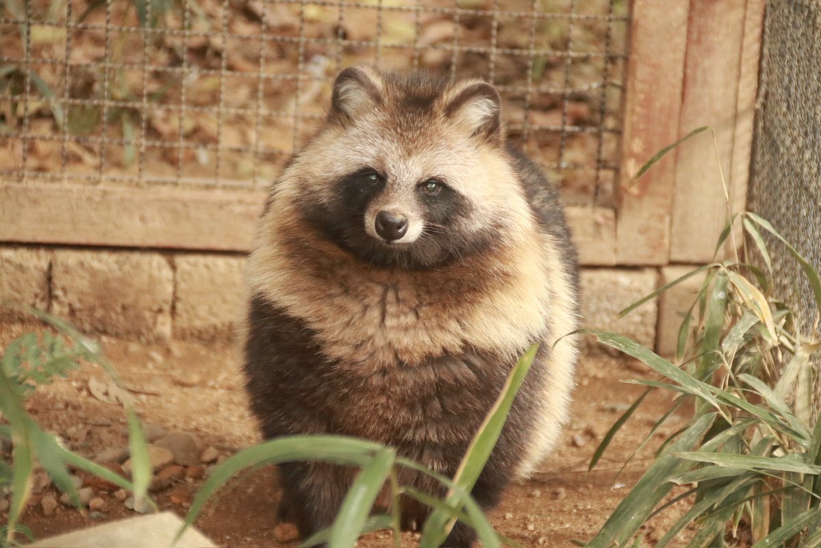 たぬき 二個 6bd30cf44c600a2211dfbcf538eeb5