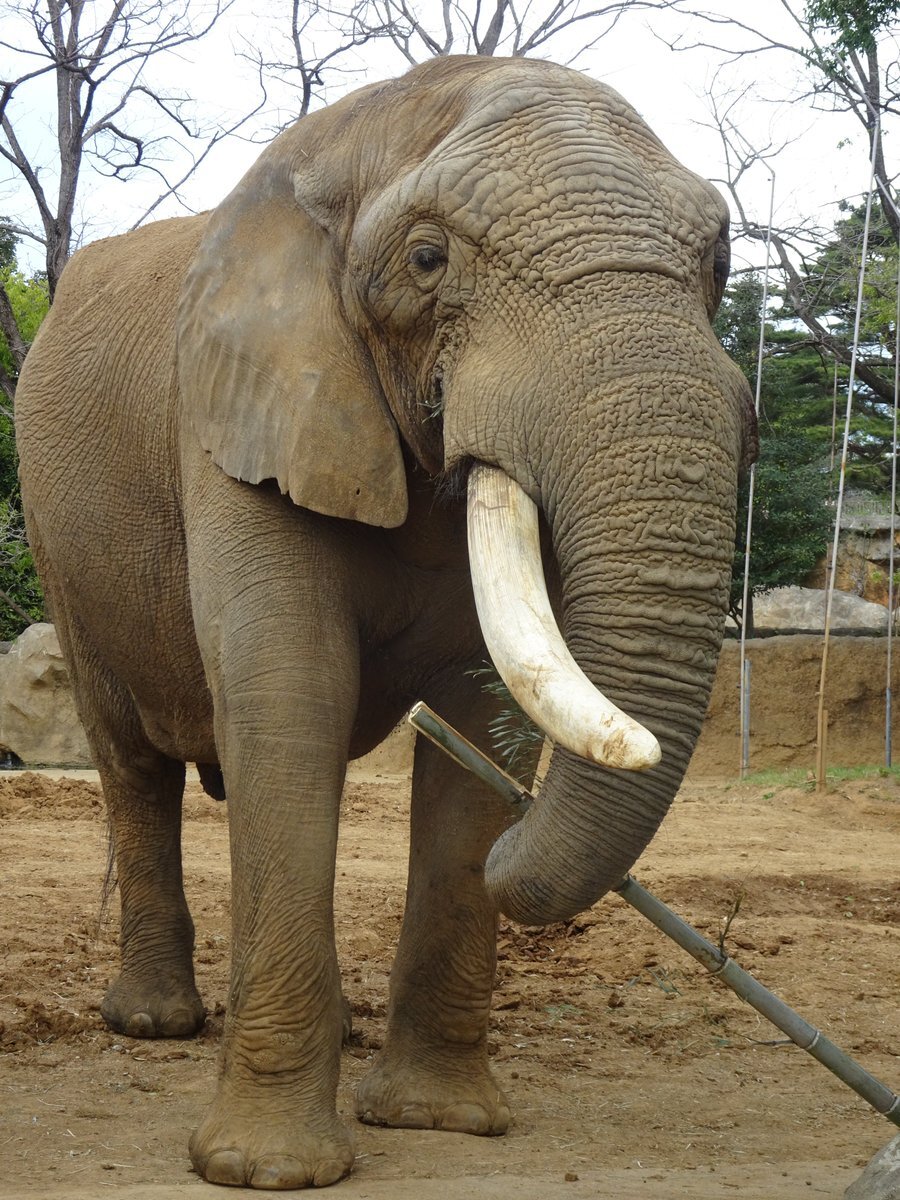 八木山動物公園の国内最高齢オスゾウ「ベン」が死去
