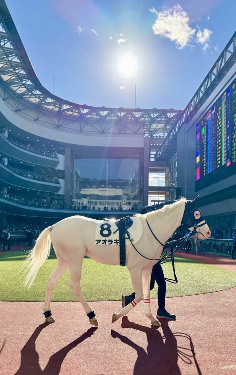 競馬馬 アオラキが死亡