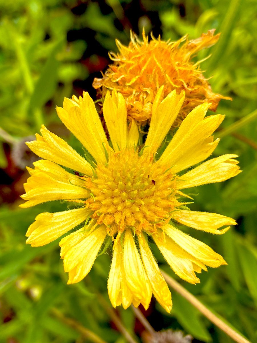 エジソン、蓄音機で「メリーさんの羊」録音！「音の日」に感謝の声