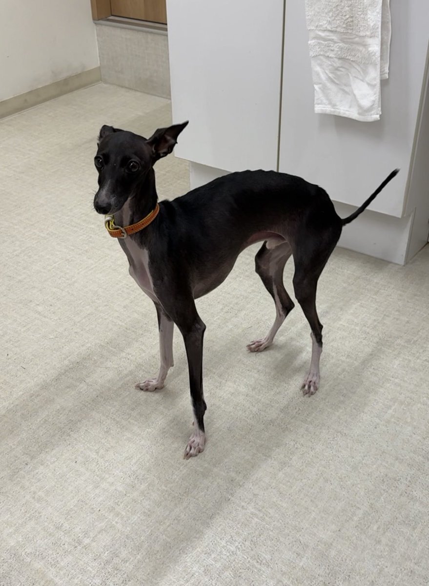 メルカリで1時間以内に売れなければ300円❗「幻のイタリアングレーハウンド」 メルカリで1時間以内に売れなければ300円❗「幻のイタリアングレー