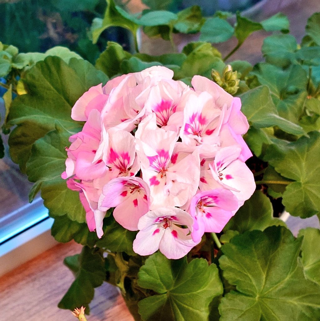 血清療法発見記念日！北里柴三郎とベーリングの功績を称える