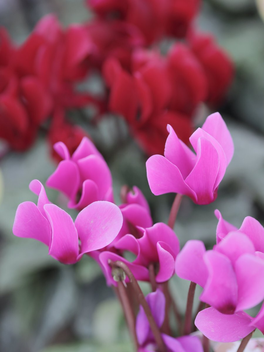 シクラメン」のYahoo!リアルタイム検索 - X（旧Twitter）を