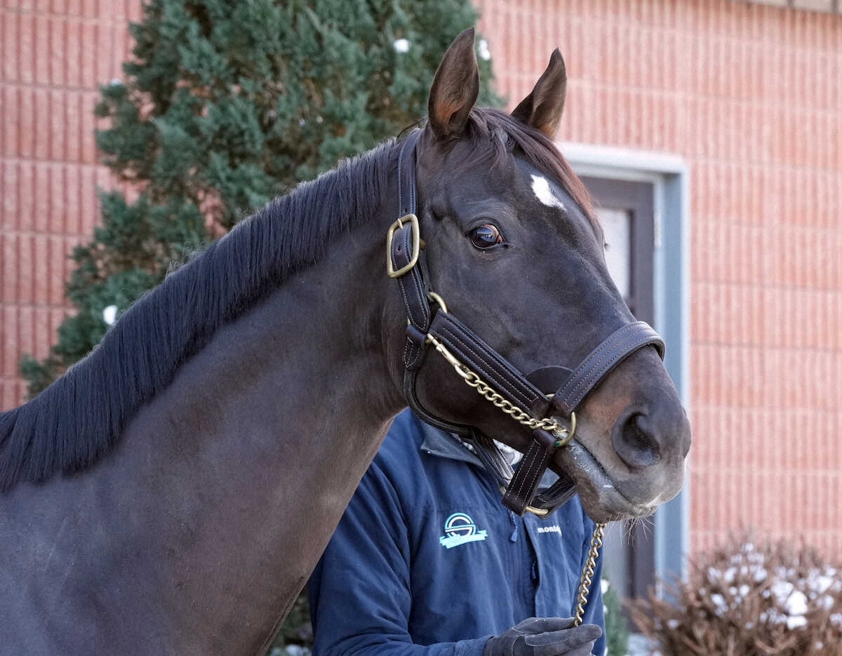 ルヴァンスレーヴ、種付け満口！ダート種牡馬として評価上昇