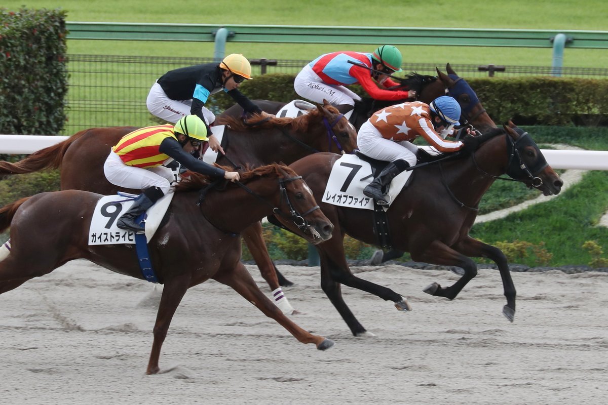 レイオブファイア、デビュー戦で圧勝！