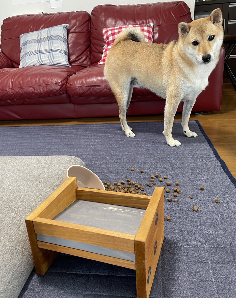 メイ犬BON」のYahoo!リアルタイム検索 - X（旧Twitter）を