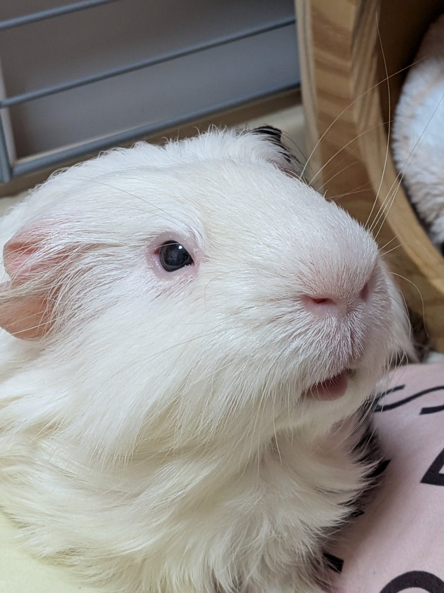 うさぎ 兎 Air Jordan 31 'CNY'. Nike SNKRS