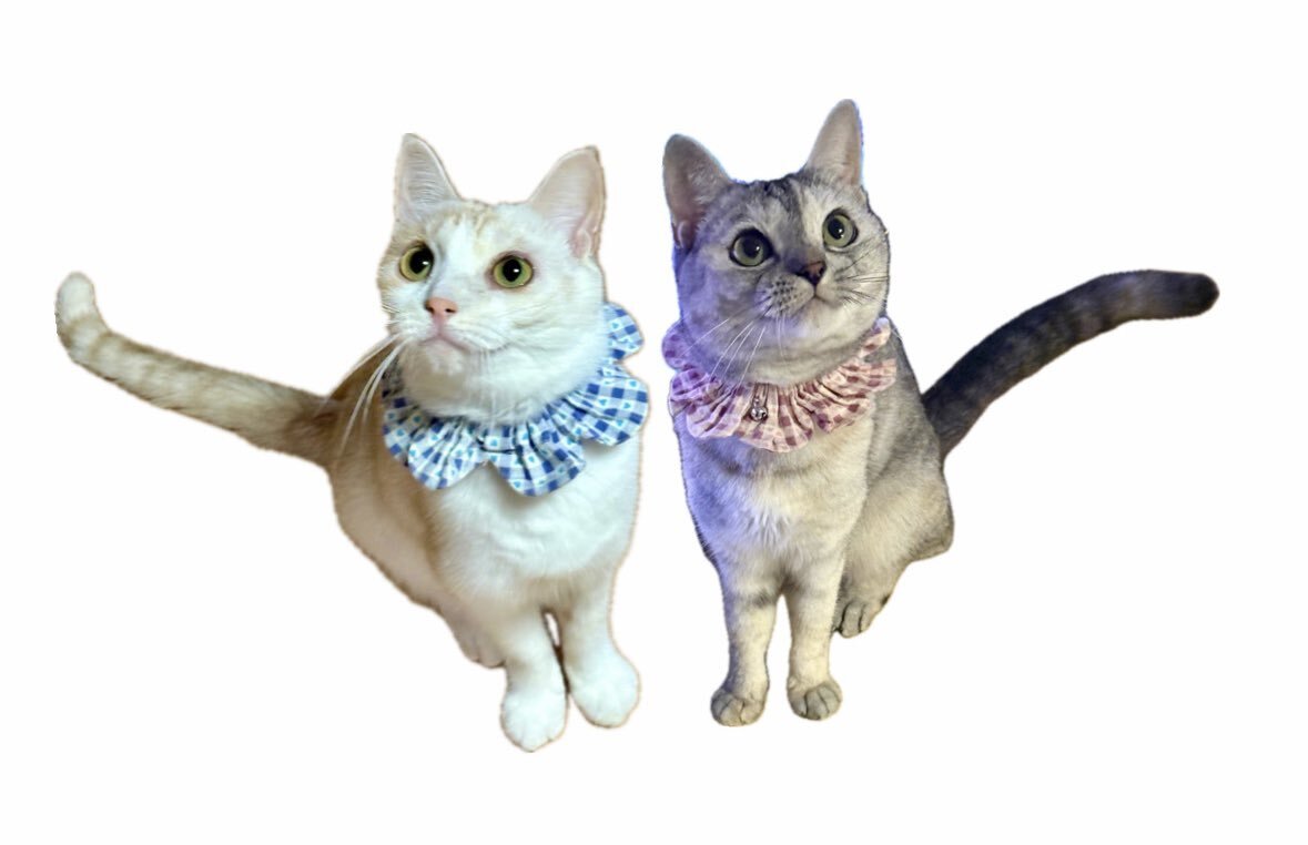 坂倉花、速水奨のサポートを受け新事務所へ！