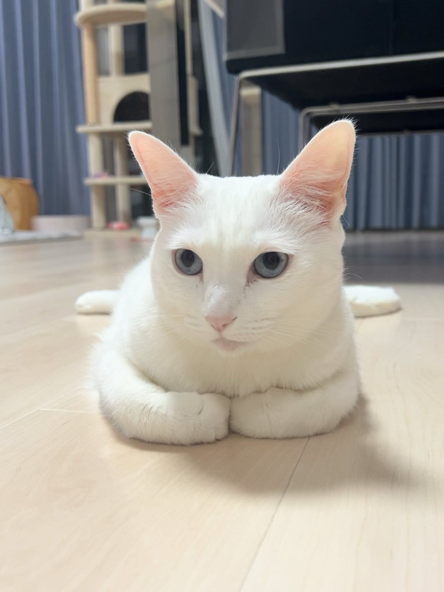 白猫」のYahoo!リアルタイム検索 - X（旧Twitter）をリアルタイム検索