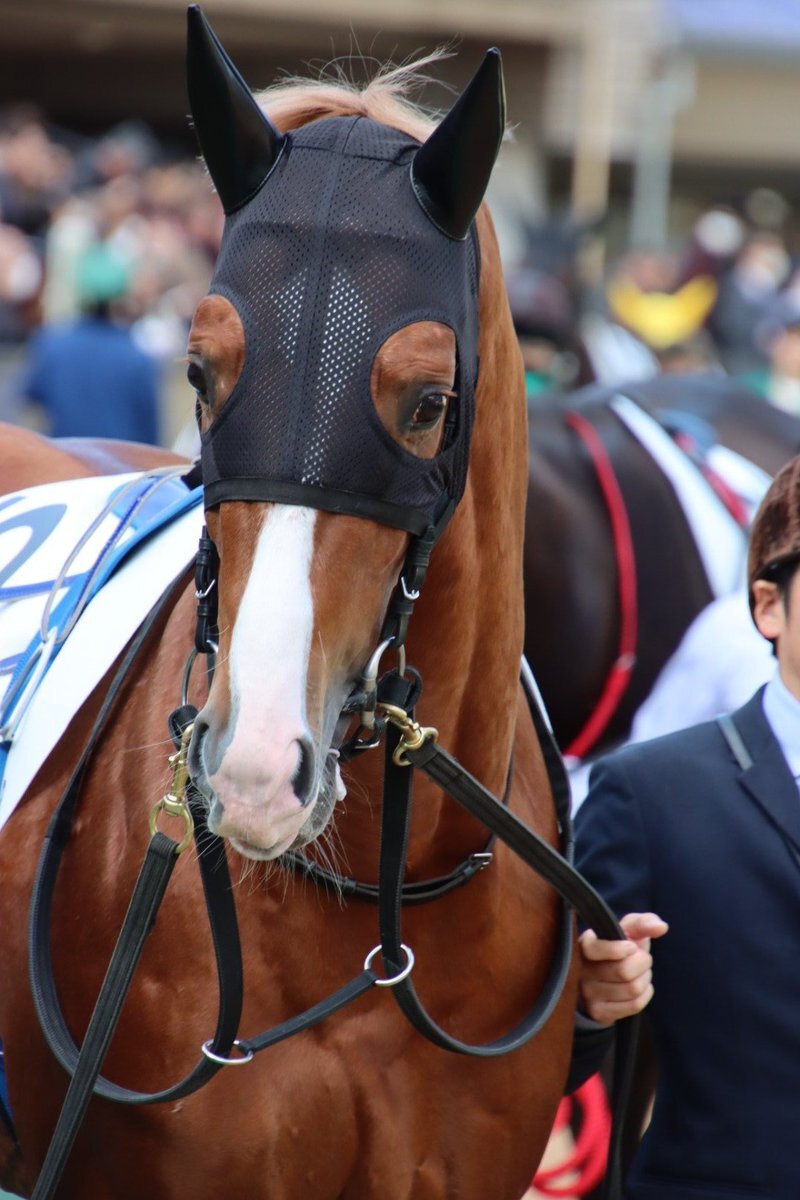 グランマエストロ、東京2Rで初勝利なるか？ 応援の声多数