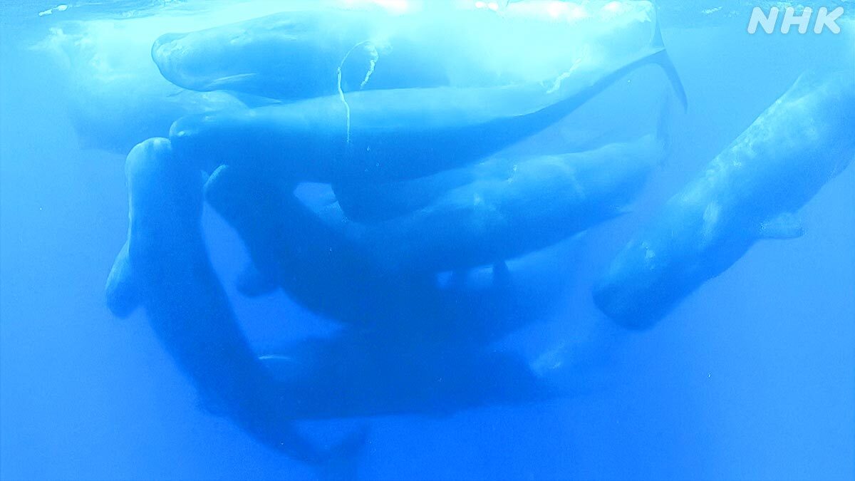 ダーウィンが来た」のYahoo!リアルタイム検索 - X（旧Twitter