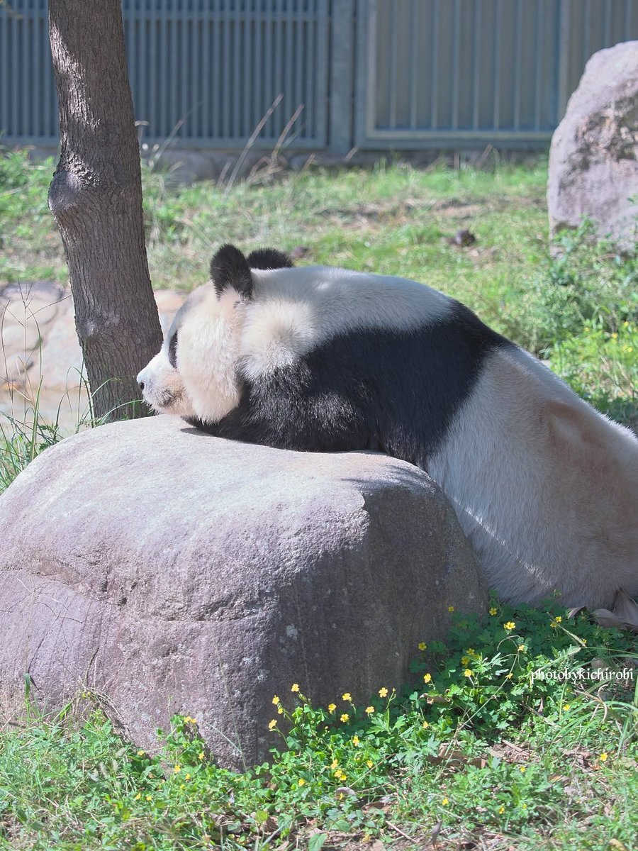 たんたんさん。ご確認お願いします たんたん！ on X