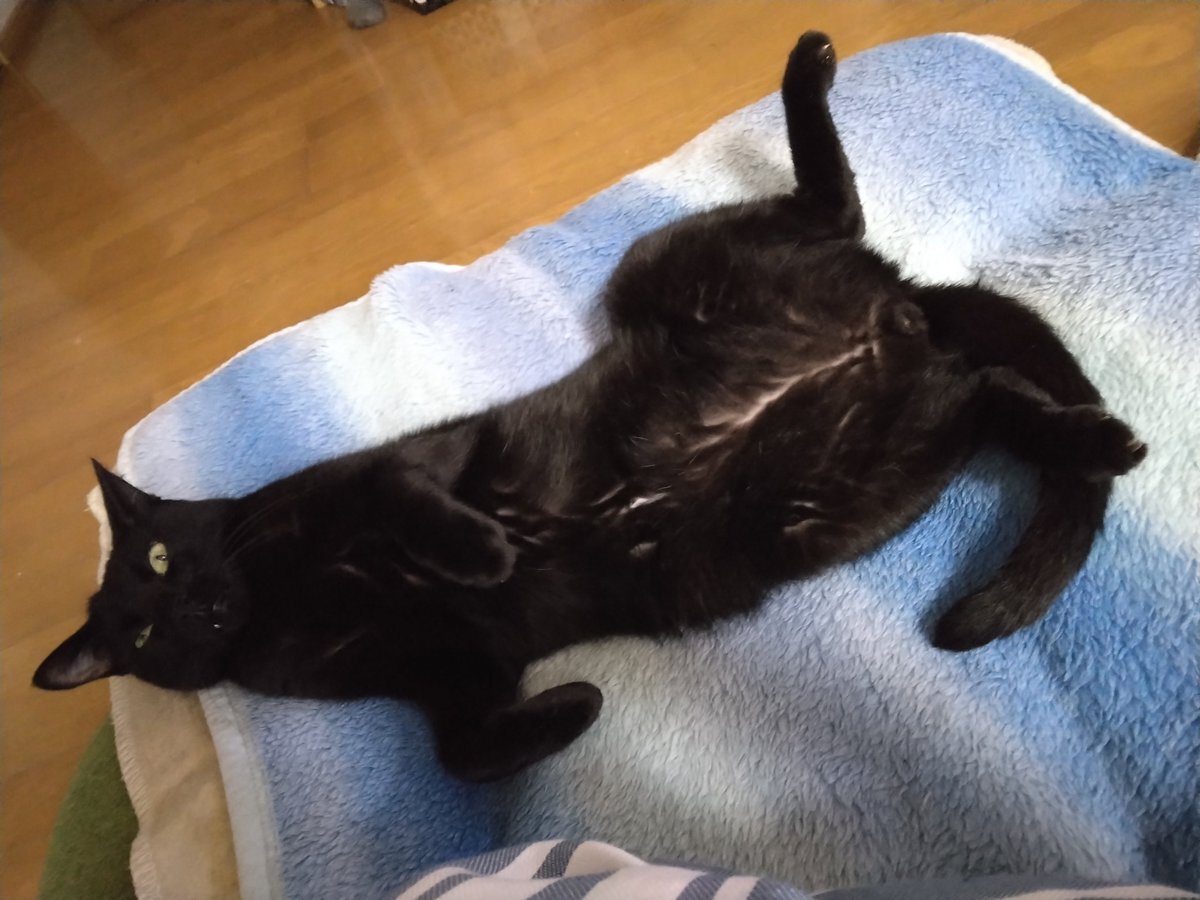 DOMOTOファンミ、落選者続出