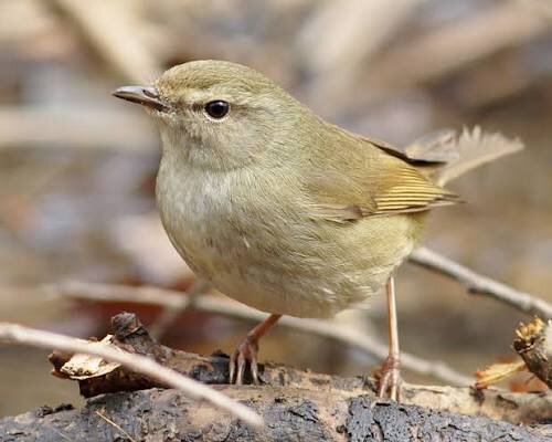 朝ドラ「ばけばけ」 リヨの積極的なアプローチに視聴者注目！