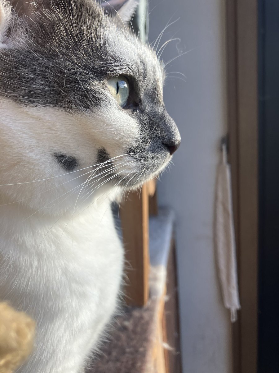 鈴木福とROIROM、ZIP!で手玉キャッチチャレンジにファン歓喜！