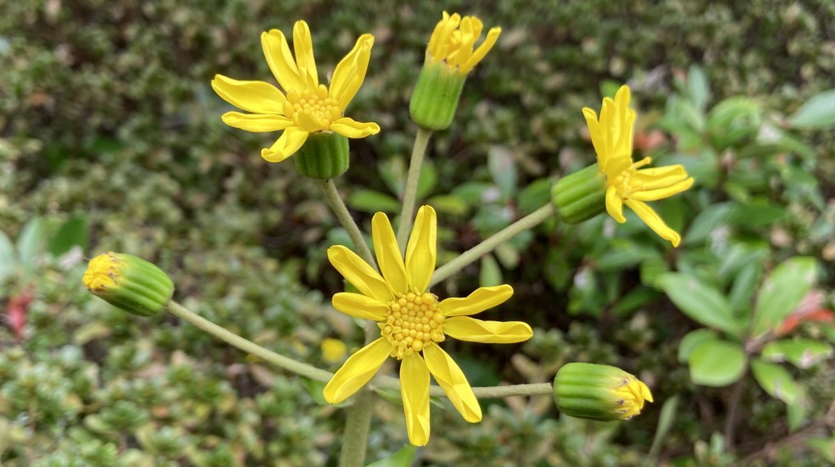 レンコンの日、SNSで話題に！一体どんな投稿が？